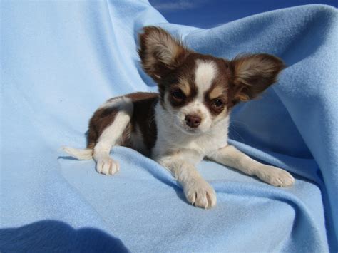 Chihuahua Puppies For Sale | Pahrump, NV #283070 | Petzlover