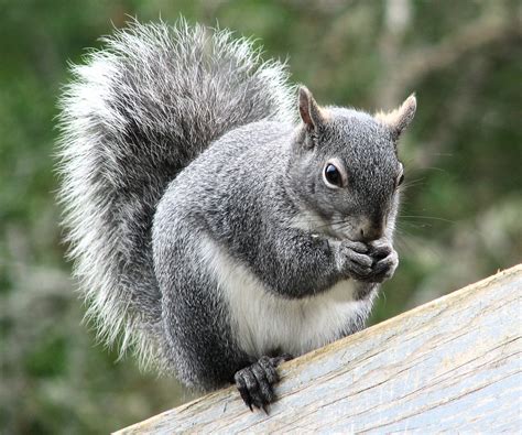 Western gray squirrel - Alchetron, The Free Social Encyclopedia