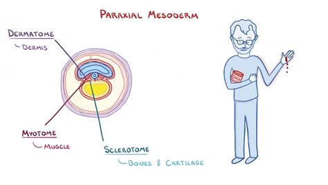 Mesoderm: Video, Anatomy, Definition & Function | Osmosis