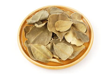 Dried lemon leaves stock photo. Image of herb, aromatic - 19292436