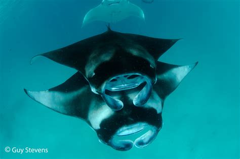 Manta Rays | Breed Rescue Protect | SEA LIFE London Aquarium