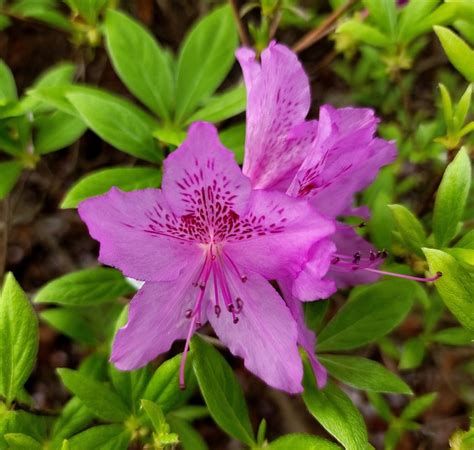 Flower Azalea Color - Free photo on Pixabay - Pixabay