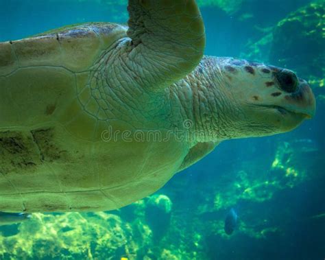 Sea Turtle Close up stock photo. Image of clear, close - 56782854