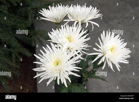 White dahlia flower in garden Stock Photo - Alamy