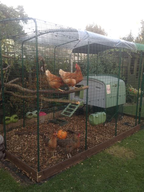 Walk in Chicken Run | Large Outdoor Chicken Enclosure