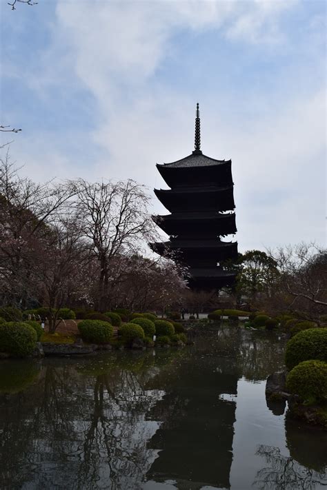 Sakura at Toji, Kyoto | CandyflossOverkill