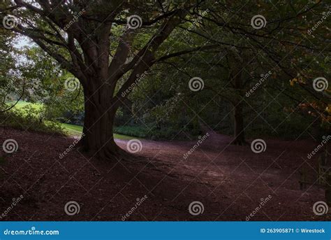 Giant Oak Tree in a Dark Forest Stock Image - Image of nature, season: 263905871