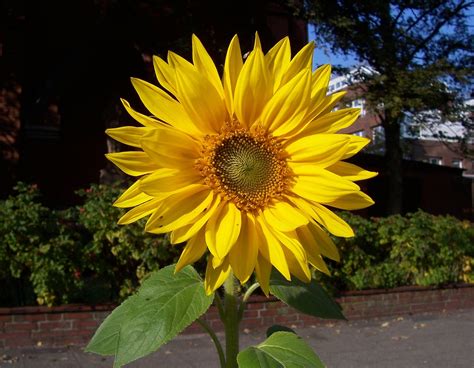 File:Sunflower Blüte.JPG - Wikimedia Commons