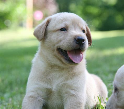 English Yellow Lab Puppies For Sale In Wisconsin - Yellow Lab Puppies 1, English Yellow Labs ...