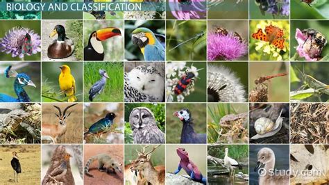 Species | Definition, Characteristics & Examples - Lesson | Study.com