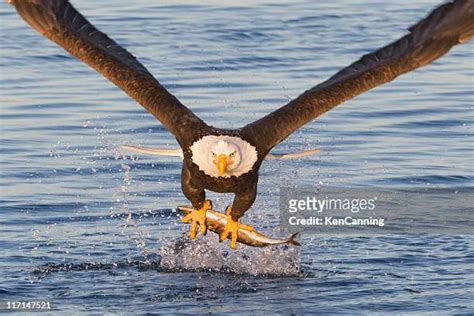 4,722 Bald Eagle Hunting Stock Photos, High-Res Pictures, and Images - Getty Images