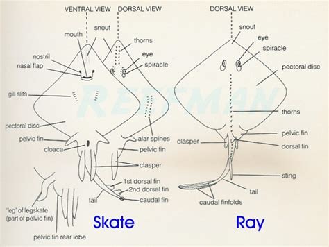 Stingray Anatomy submited images.