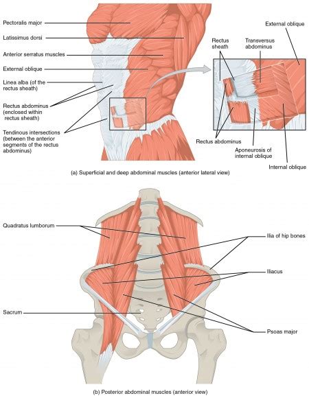 Rectus abdominis muscles yoga anatomy