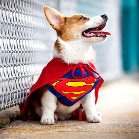 The Best Dog Superhero Costumes of 2021 | BeChewy