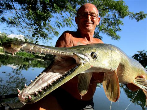 Giant Alligator Gar Teeth / Alligator gars are the largest of all gar species with a head that ...