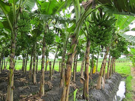 Gambar Pisang Kepok Kuning Pisang Kepok Budidaya Buah Kuning Matang Ambon Bibit Peluang Analisa ...