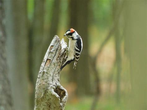 Wildlife Wednesday: Downy woodpecker