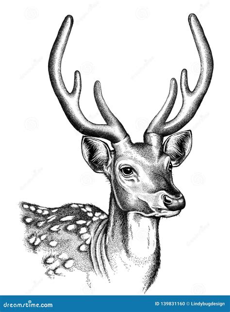 Portrait Sketch of a Spotted Deer Face Stock Illustration - Illustration of portrait, antelope ...