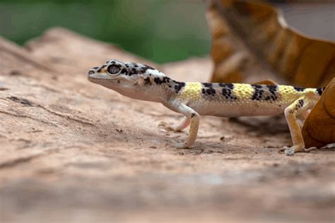 Leopard Gecko Breeding Guide: Tips & Data