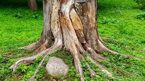 Your Guide To Tree Root Removal – Forbes Home