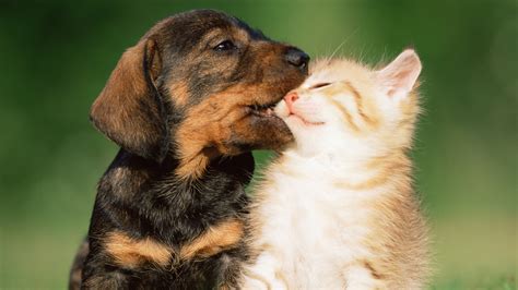 Puppies vs. kittens: Who will win the cute contest?