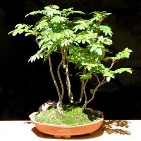 Koelreuteria Paniculata - Golden Rain Tree Bonsai & Bonsai EBook - 5 Seed Pack | Online Seed Store