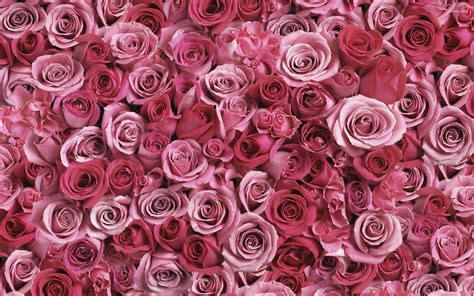 Red And Pink Roses Wallpapers Pics - Wallpaper Cave