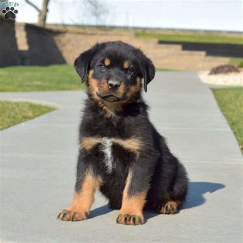 Trooper - Rottweiler Puppy For Sale in Pennsylvania