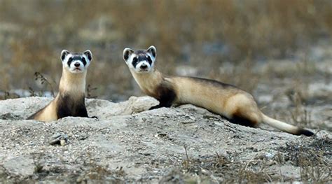 Black-Footed Ferrets vs. Prairie Dogs - PetHelpful