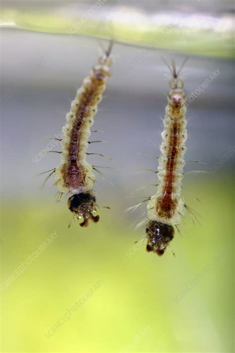 Anopheles gambiae mosquito larvae - Stock Image - C048/2208 - Science Photo Library