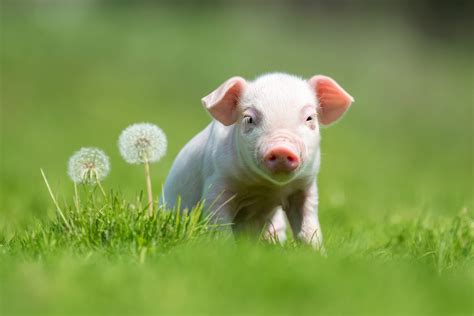 40 Adorable Pig Pictures to Make You Smile | Reader's Digest