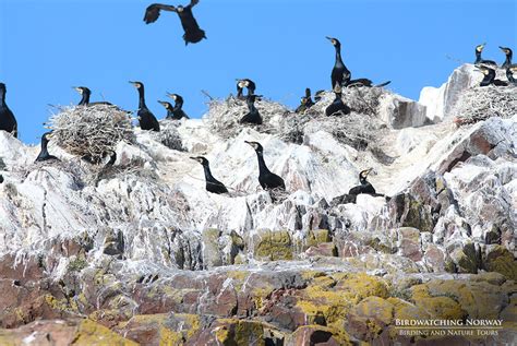 Birding in Southern Norway - birdwatchingnorway - birdwatchingnorway