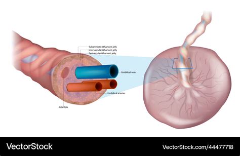 Anatomy of the umbilical cord cross-sectional Vector Image