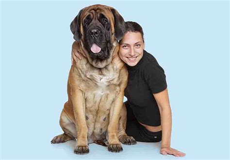 English Mastiff Dog Temperament and Personality Traits