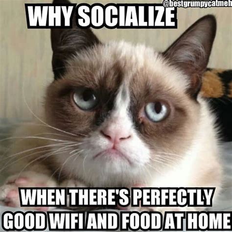 16 of the Best Grumpy Cat Memes - Catster