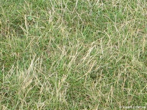 Purdue Turf Tips: Perennial ryegrass seedheads: Now and Later