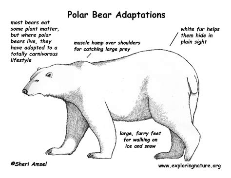 Adaptations Of Animals For Kids