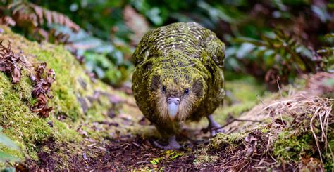 New Zealand's quirky kākāpō are pulled back from the edge of extinction ...