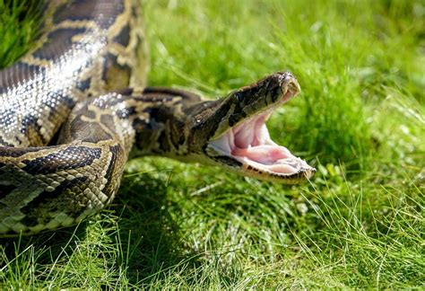 Researchers Uncover How Burmese Pythons Swallow Enormous Prey