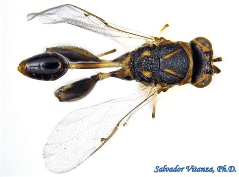 Hymenoptera-Chalcididae-Conura-Chalcidid Wasps MALE (C) - Urban Programs - El Paso County