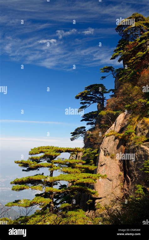 Pine trees overlooking valley at Beginning to Believe Peak Yellow Mountain Huangshan China Stock ...