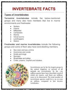 Invertebrate Facts & Worksheets | Types, Anatomy, Species Info For Kids