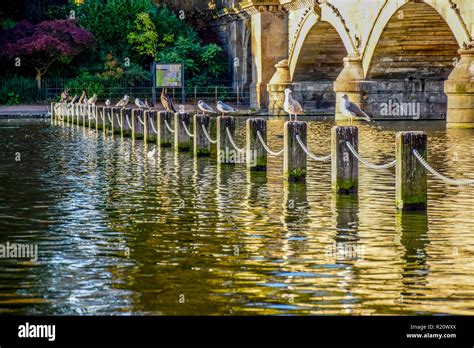 Beautiful landscape view of Serpentine Lake and Serpentine Bridge in Hyde Park, London, United ...