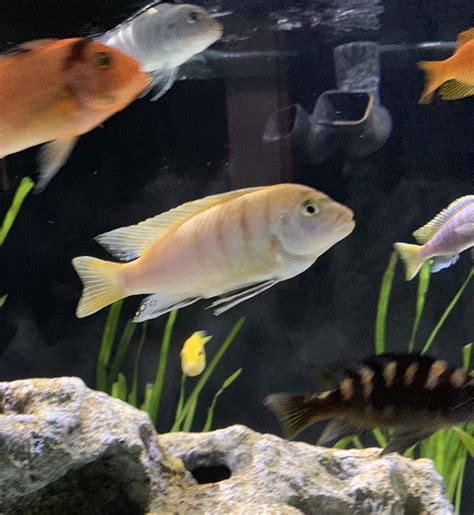 ID request - ? Mbuna | Cichlid Fish Forum