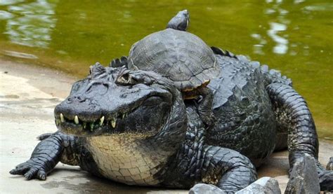 Spectacled Caiman/Common Caiman - Facts, Diet & Habitat Info