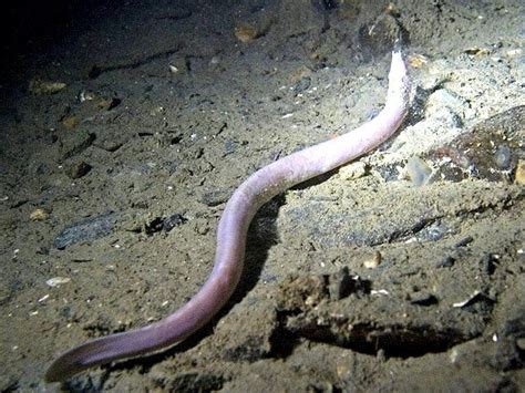 Hagfish – "OCEAN TREASURES" Memorial Library