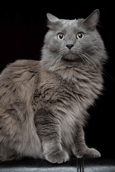 The Alluring Nebelung Cat: A Complete Overview