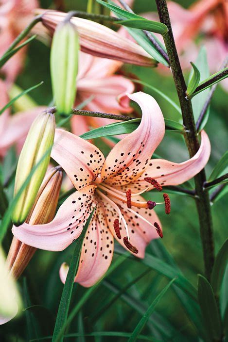 Growing Lilies - How to Plant & Care for Lily Flowers | Garden Design