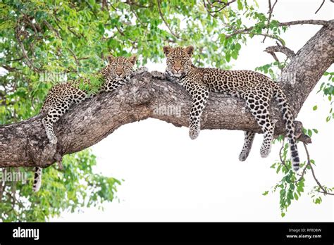 Two leopard cubs, Panthera pardus, lie on a marula tree, Sclerocarya birrea, alert, with their ...