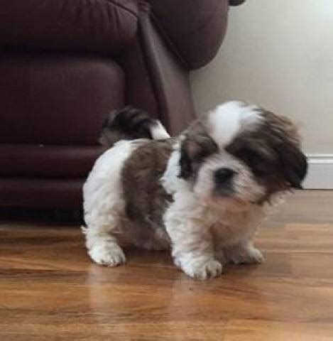 Adorable Shih Tzu puppies for adoption/FREE - Chicago - Animal, Pet